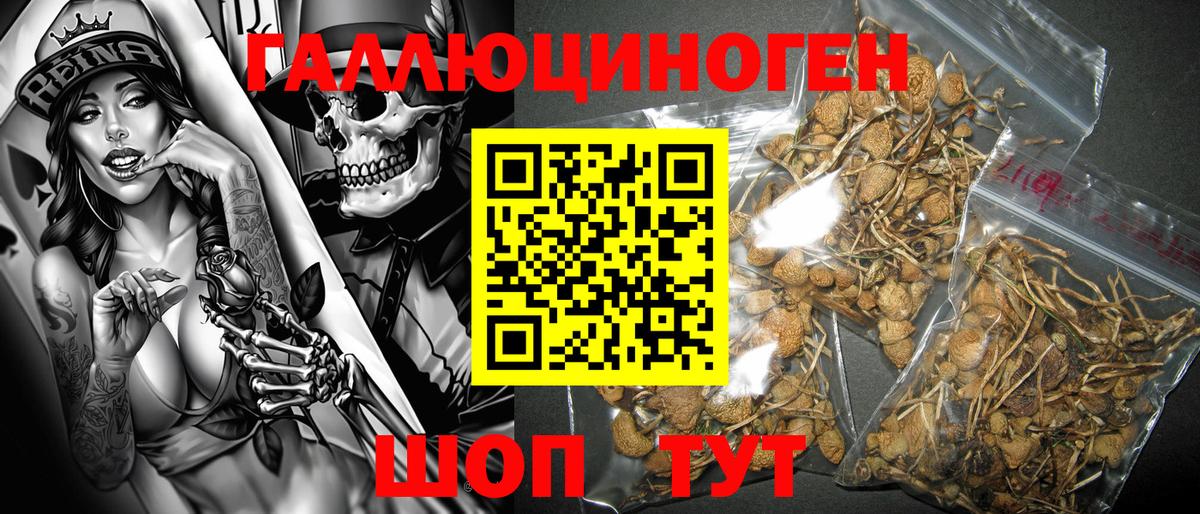 Псилоцибиновые грибы Psilocybe  Вход с VPN  Россия  купить наркоту  Галлюциногенные грибы Psilocybe 